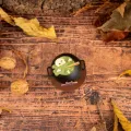 Chaudron Halloween en chocolat | Criollos Chaudron Halloween en chocolat | Criollos